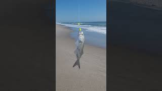 Bluefish are biting along the Space Coast Bait cut mullet and whiting tight lines [upl. by Hedges]