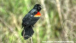 RedWinged Blackbird Song and Display [upl. by Atinna]