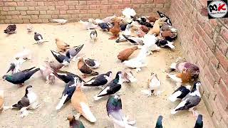 All Fancy Pigeons For Sale Top Quality Lahore Shirazi Madrasi Satin Lotan Humor Lakha Pouter [upl. by Ecirtnas]