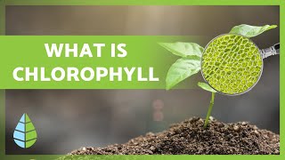 What is CHLOROPHYLL 🌿 Function Types and more 👇 [upl. by Ranita]