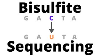 Bisulfite Sequencing  detect DNA Methylation [upl. by Kcirdahs]