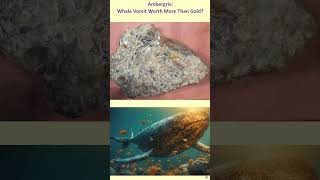 Ambergris Whale Vomit Worth More Than Gold ambergris whalevomit whales [upl. by Esidnak464]