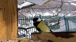 Backyard Feeder at First Snow [upl. by Delphine]