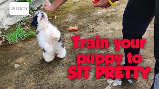 Teach your puppy to Sit Pretty  Lhasa Apso puppy training  Kulfis Life Journey [upl. by Madelin]