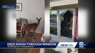 Deer crashes through window [upl. by Cralg451]