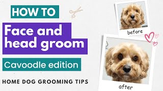 How To Groom Your Dogs Face  Home Dog Grooming Tips [upl. by Lecram]