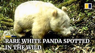 Rare white panda spotted in the wild [upl. by Copland]