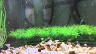 Live tropical mysis americamysis bahia 1 [upl. by Aniloj]