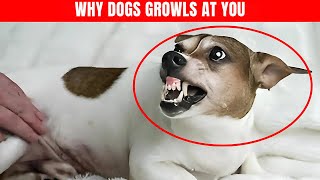 Why Dogs Growl at Owners Surprising Reasons Behind This Behavior [upl. by Enilav]