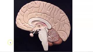 Brain Stem Anatomy [upl. by Selby]