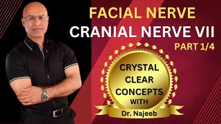 Facial Nerve  Neuroanatomy  Part 14 [upl. by Atenaz]