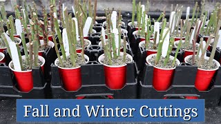 Fall and Winter Cuttings Cool Season Plant Propagation [upl. by Elayne]