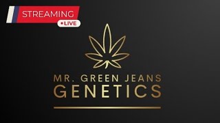 Live w Mr Green Jeans Genetics [upl. by Ludlow]