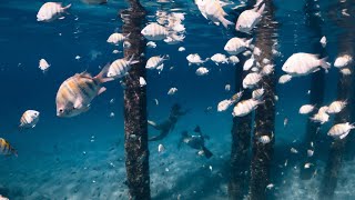 Freediving in Crash boat Puerto Rico 4k [upl. by Niggem]