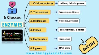 Classification and Nomenclature of Enzymes with Examples  6 Classes of Enzymes with Examples [upl. by Roselyn257]