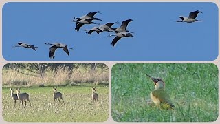 Grünspecht Kraniche Rehe  Beobachtungen am Feldrand 01 Nov 2024 [upl. by Neale]