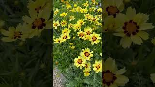 3 Easy Tips for UpTick Cream amp Red Coreopsis gardeningtips gardening flower coreopsis shorts [upl. by Boycie]