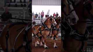 Amazing draft horses😍🤗🙌 [upl. by Volkan]