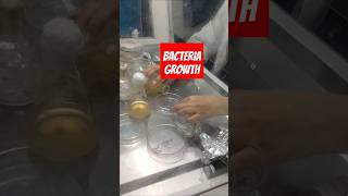 Microbiology lab workbacterial growthAgar platecomsats university lahore pharm d [upl. by Frederiksen]