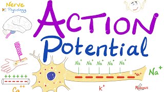 Action Potential  Most COMPREHENSIVE Explanation  Nerve Physiology [upl. by Onaimad]