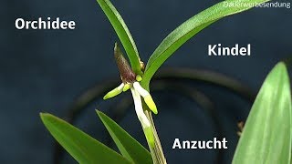 Die Welt der Orchideen Kindel teilen und Pflege der Orchidee [upl. by Anawak]