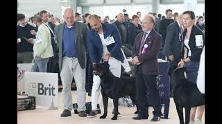 World dog show 2021 Brno Cane Corso [upl. by Ahtebat]