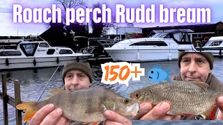 Coarse Fishing Wroxham boat yard north Norfolk 150 plus fish perch bream roach Rudd [upl. by Sension160]