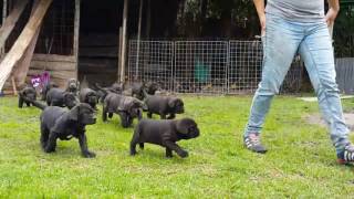 Criadero Mastín Napolitano  Puppies Neapolitan Mastiff [upl. by Richter]