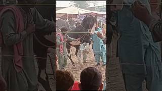 horse dance jashne baharan jashnebaharan jashanebodlabahar dancerecital horselover competition [upl. by Salis]