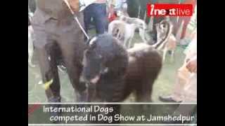 International Dogs competed in Dog Show at Jamshedpur [upl. by Sedecrem]