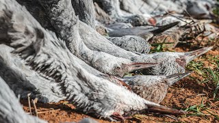 Sandhill Crane Hunting Texas  Fowled Reality [upl. by Nauh245]