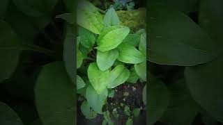 Medicinal plants broadleaf plants medicine [upl. by Asyle560]