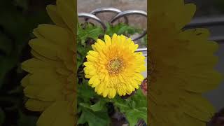 Gerbera flower plant Nature on Terrace  flowers jerbera viral youtubeshorts [upl. by Audres205]