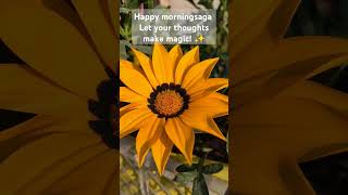 Winters flower Gazania honeybee gazania morningmotivation sadhanasingh121 [upl. by Vaasta]