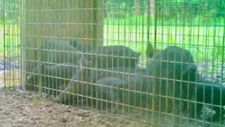 CATCHING WILD HOGS in a HOMEMADE HOG TRAP CATCH CLEAN COOK [upl. by Adnohsek]