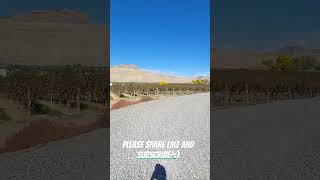 Vineyards of Palisade Colorado USA 🇺🇸 travel youtubeshorts youtube [upl. by Scherman]