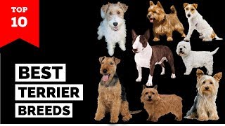 Terrier Breeds – Top 10 Popular Terrier Dogs [upl. by Nazarius23]