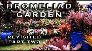 BROMELIAD GARDEN A MUST SEE MASTERPIECE [upl. by Aticilef297]