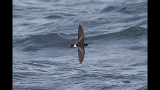 Wilsons Stormpetrels Scilly North Atlantic summer amp autumn 2018 [upl. by Farnham]