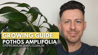 Epipremnum Amplissimum Pothos Amplifolia Care and Growing Guide [upl. by Darnoc609]