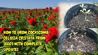 HOW TO GROW COCKSCOMBCELOSIA CRISTATA FROM SEEDS WITH FULL UPDATES [upl. by Airdnna]