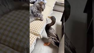 Funniest Animals  Funny Cats And Dogs [upl. by Osy316]