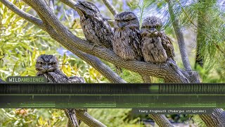 Tawny Frogmouth Call amp Sounds [upl. by Bertold]