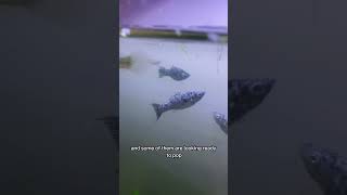 Mosquitofish about to give birth fyp shorts guppies fish molly hybrid aquarium fishkeeping [upl. by Enilreug357]