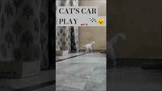 Cats car play 🏎️🏁😺cat catlover cars cats ytshorts shortsshortsfeed youtubeshortsyoutube [upl. by Kutzenco]