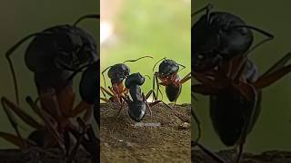 ௭றும்பு சண்டை பார்த்திருக்கீங்களா  shorts ants vadivelu [upl. by Nathan]