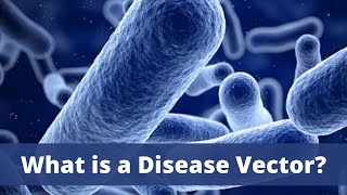 What is a Disease Vector [upl. by Eba]