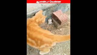 😂🐈🐕 போய்ட்டு அப்புறம் வா😂🐈🐕viral trending comedy funnyanimal videos [upl. by Shing]