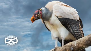 Why our Ecosystem Depends on Vultures I Climate Heroes [upl. by Annyrb440]