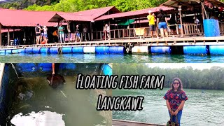 Floating Fish Farm Stingray Feeding Mangrove Forest Tour Langkawi Malaysia [upl. by Enyledam]